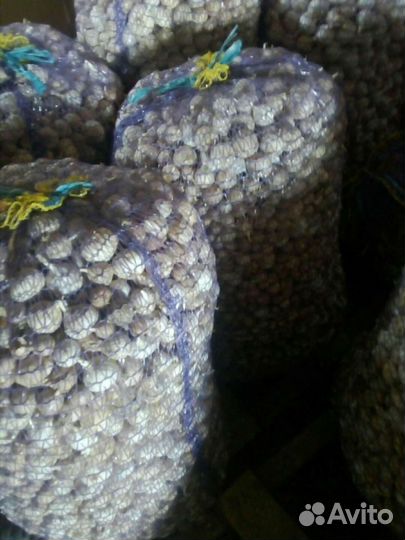 Чеснок однозубка Любаша