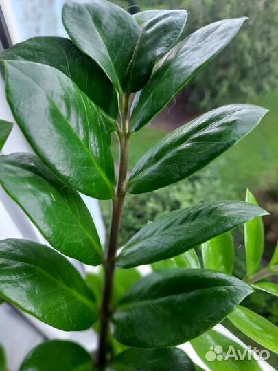 Замиокулькас