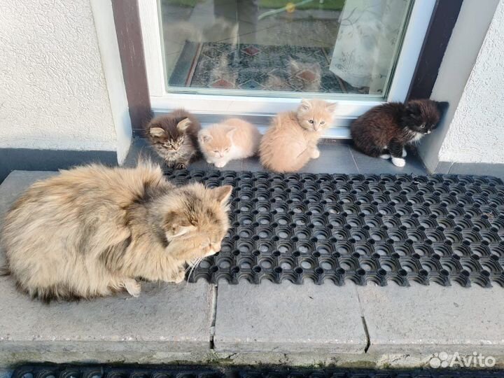 Котята в добрые заботливые руки