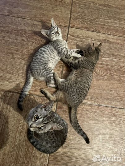 Котята бесплатно
