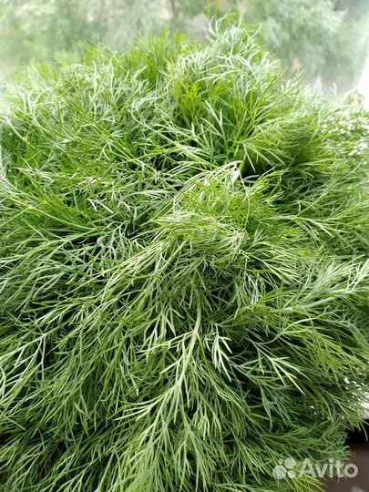 Зелёный укроп,огурцы свежие, баклажаны