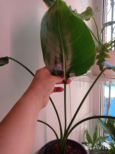 Стрелитция белая (Strelitzia alba) или Августа