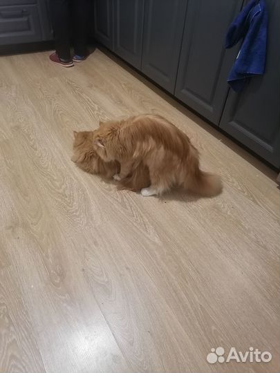 Персидский кот на вязку