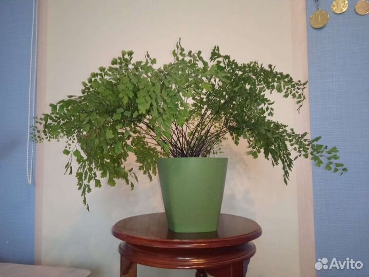 Адиантум Венерин волос