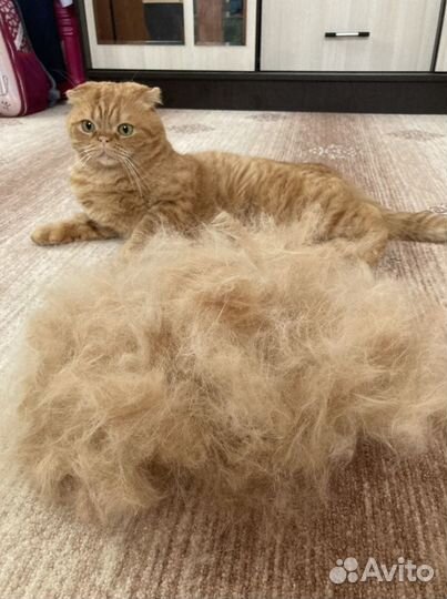 Стрижка и вычёсывание кошек. Груминг кошек