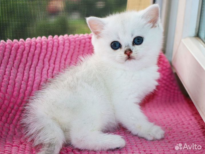 Котята серебристые британские шиншиллы