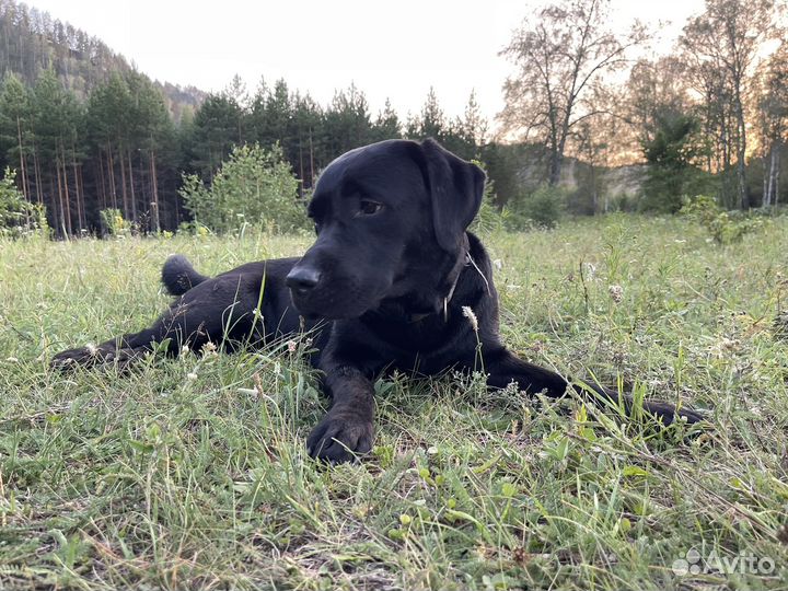 Кобель лабрадора вязка