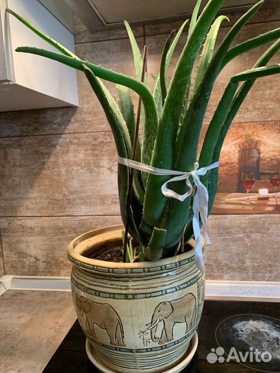 Алое лечебный