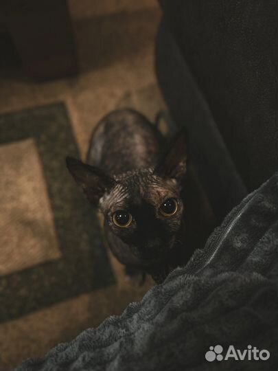 Домашние животные кошки