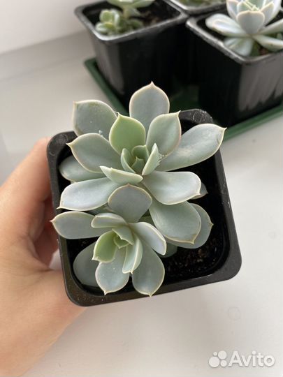 Суккуленты