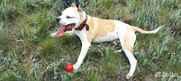 Случка собак