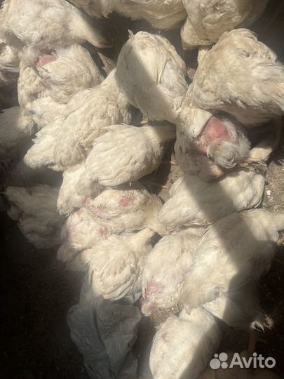 Цыплята бройлеры подрощенные