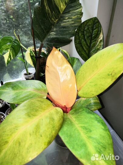 Филодендрон ред конго минт