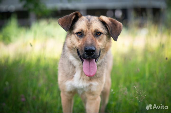 Собака в добрые руки