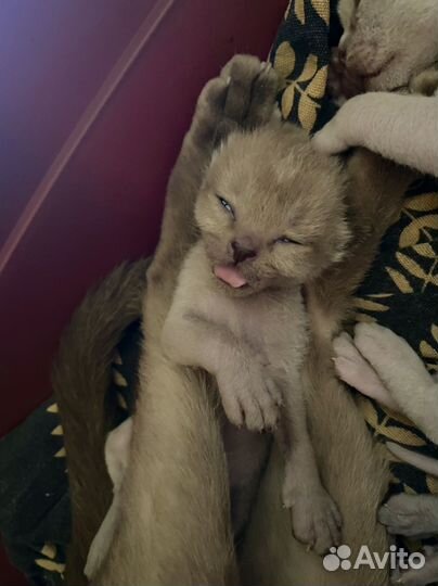 Котята бурмы