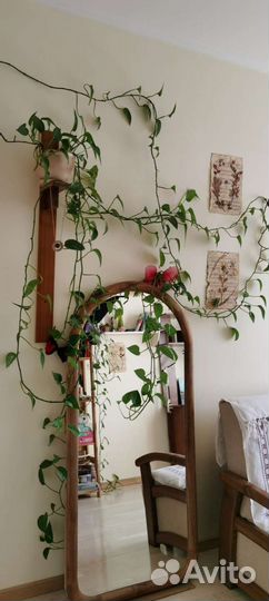 Сциндапсус комнатная лиана