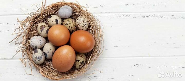Домашнее куриное и перепелиное яйцо