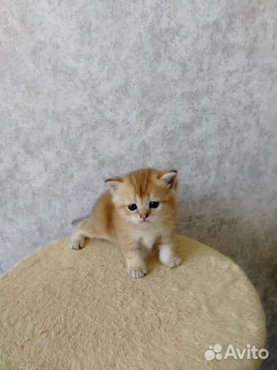 Британские котята