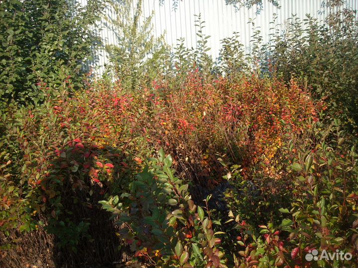 Саженцы кизильника блестящего