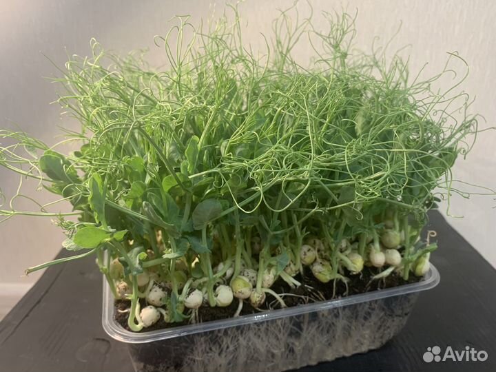 Микрозелень