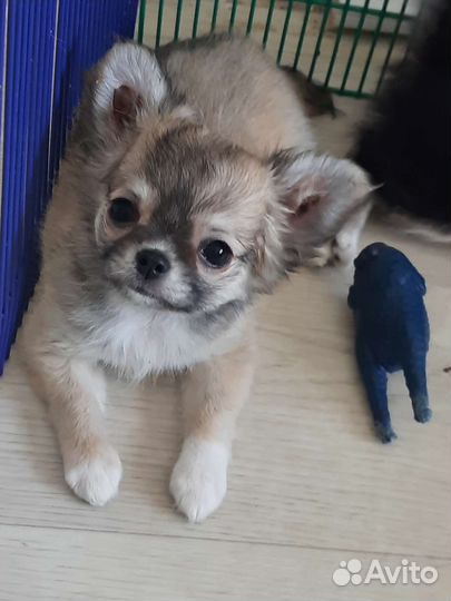 Девочка чихуахуа