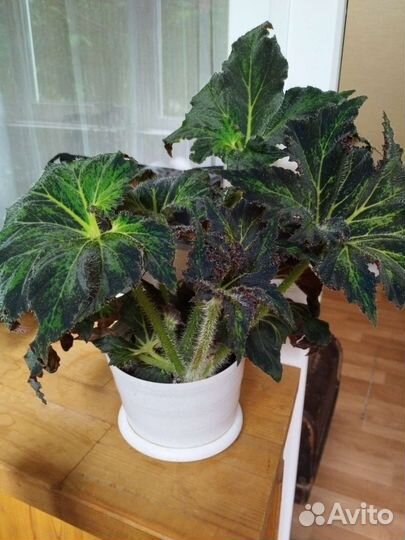 Бегония королевская