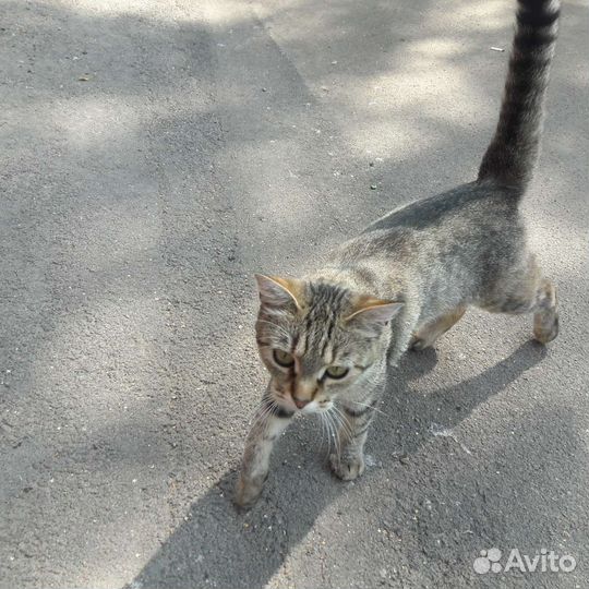 Европейская