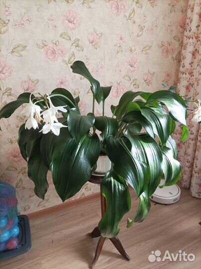 Домашние цветы
