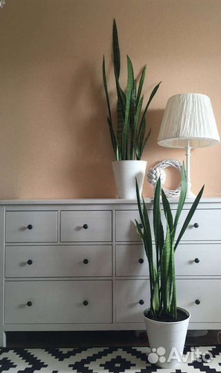 Сансевиерия большой куст в кашпо Икеа