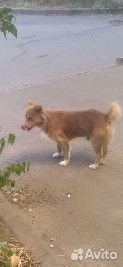 Пушистик потеряшка