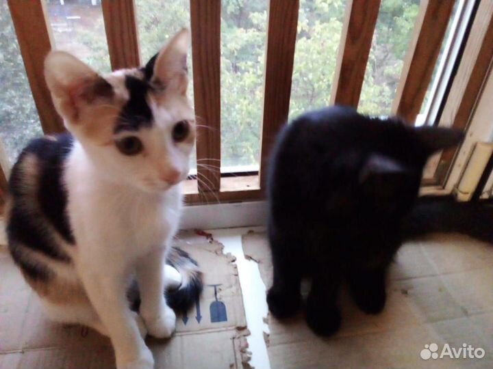 Котята в добрые руки бесплатно