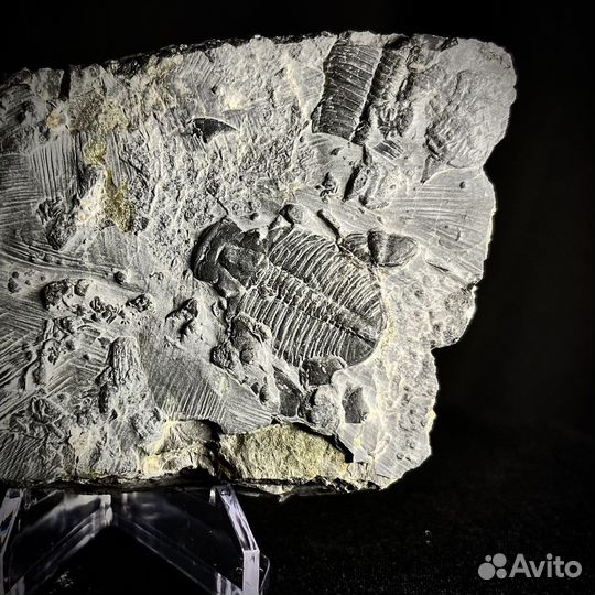 Трилобит окаменелость ископаемое палеонтология