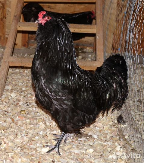 Петух амераукана