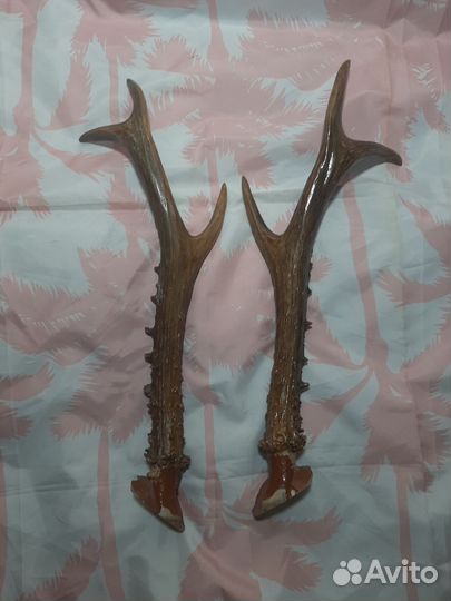 Рога оленя