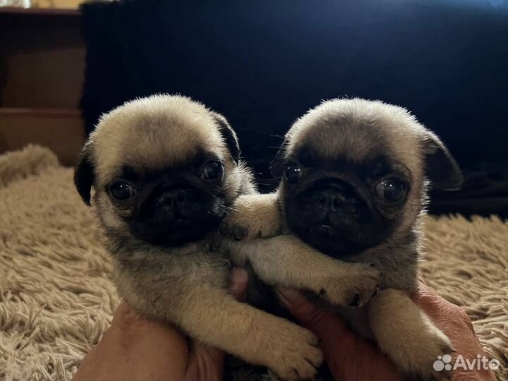 Щенки мопса