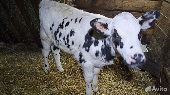 Продается бычок