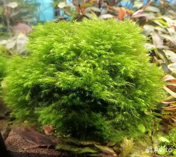 Рыбки и Растения