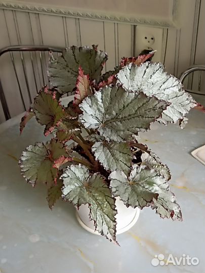 Продам королевскую бегонию