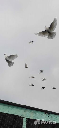 Голуби на свадьбу