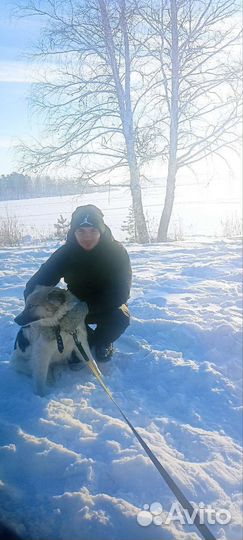 Собака Милка