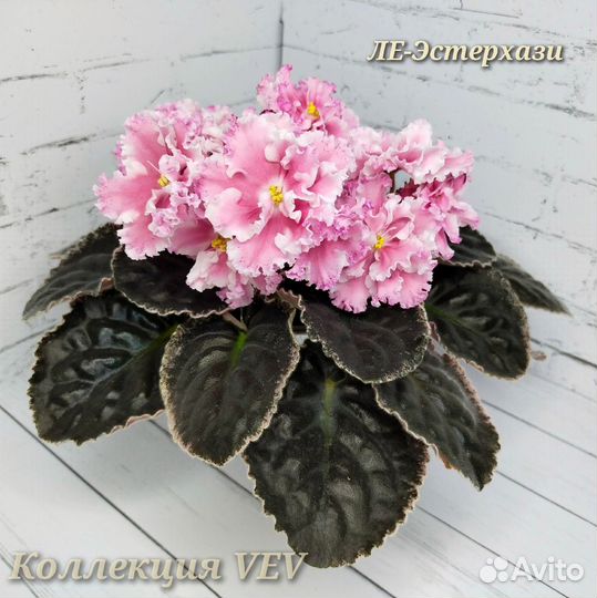 Фиалки сортовые