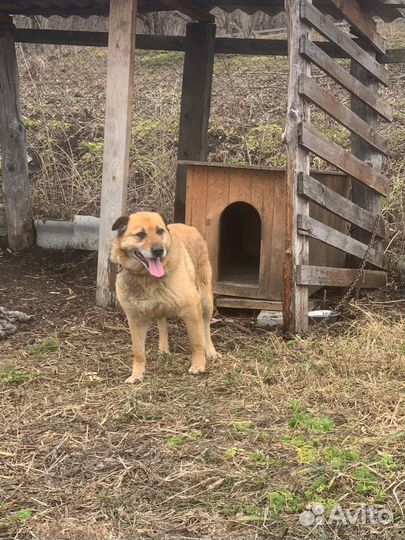 Ищем нового хозяина