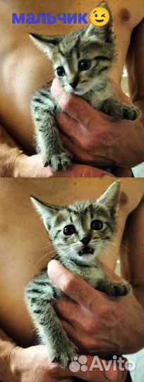 Домашние животные