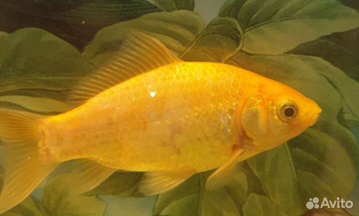 Сомики и золотая рыбка Талнах