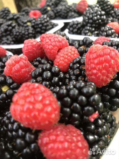 Замороженная ягода