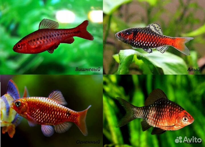 Барбусы 15 видов