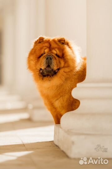 Чау-чау вязка