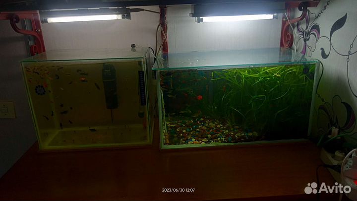 Аквариумные рыбки