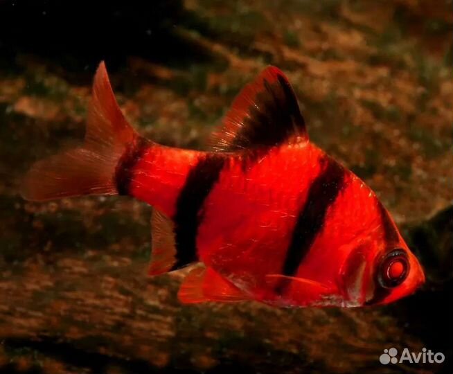 Рыбки аквариумные в магазине барбусы