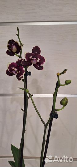 Орхидея Фаленопсис Восковик Беллинзона
